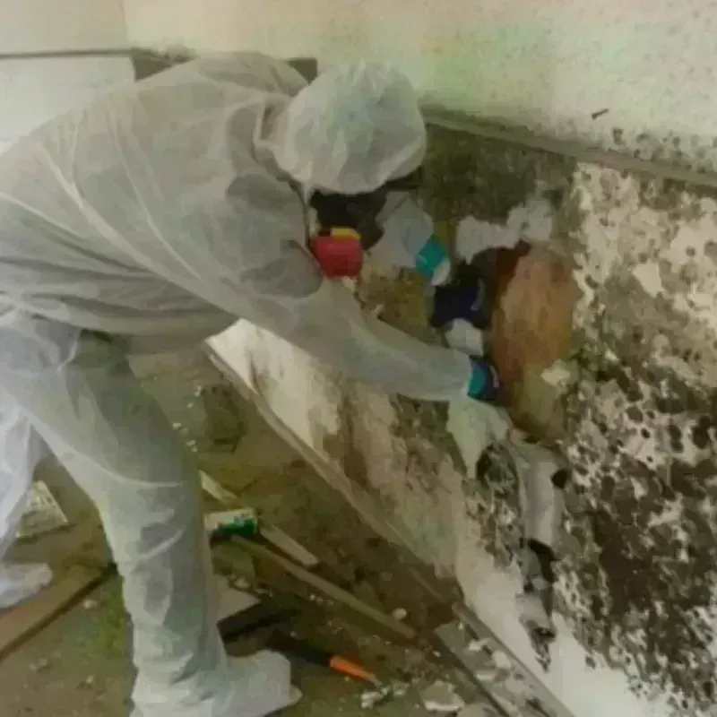 Mold Remediation and Removal in Montgomery County, GA